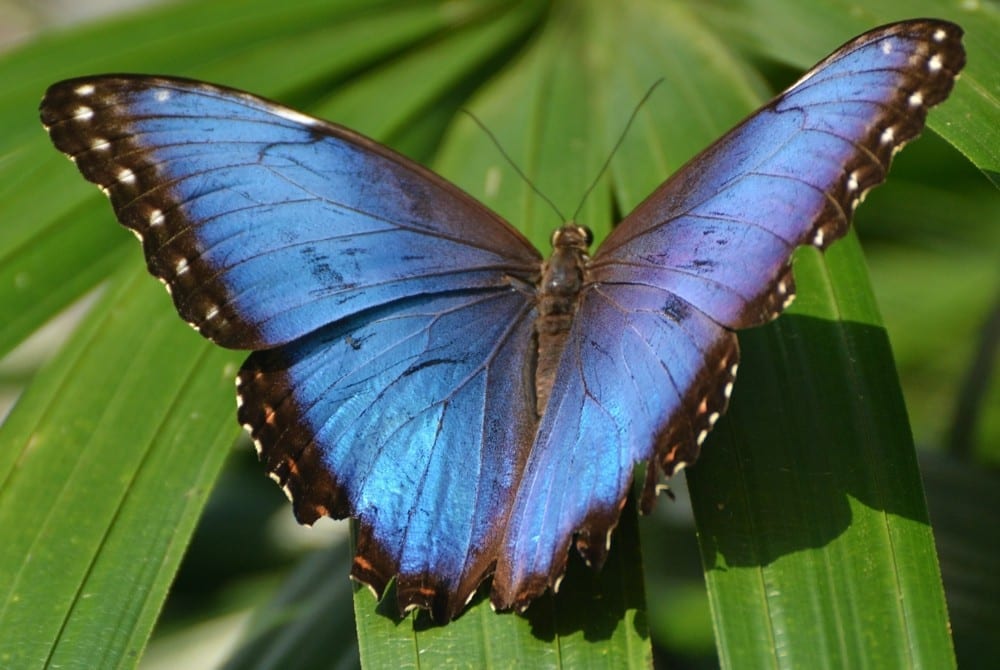 Mon histoire papillon violet by Mademoiselle M