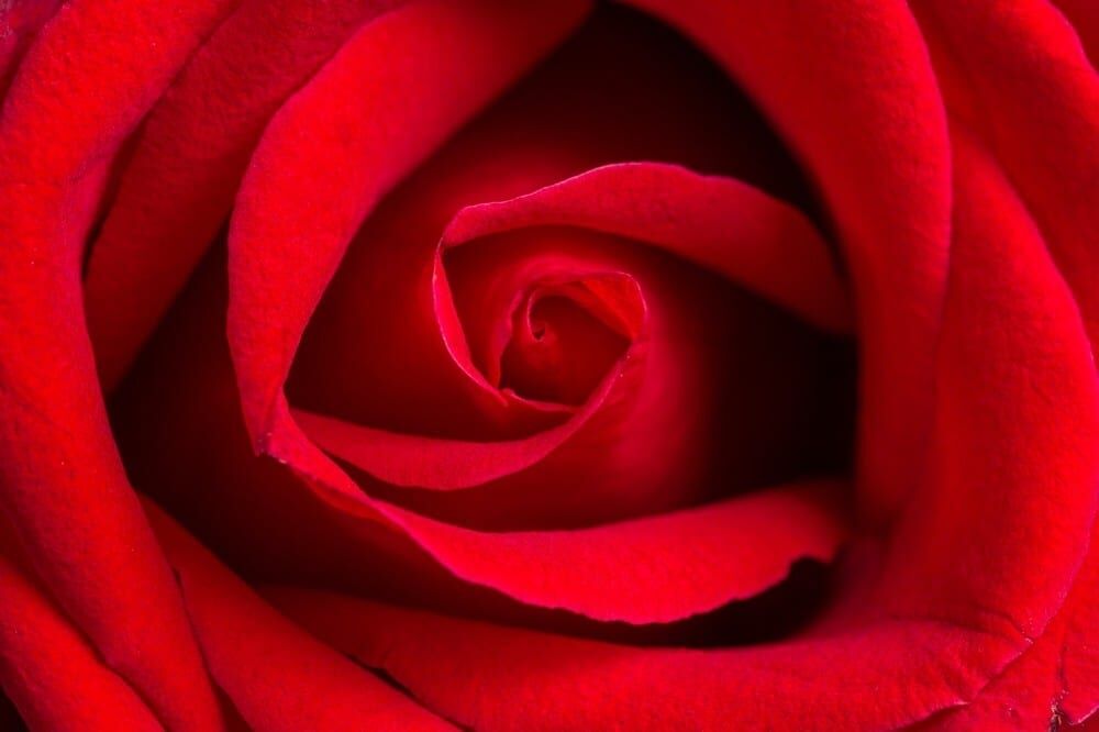 Rose rouge by Mademoiselle M