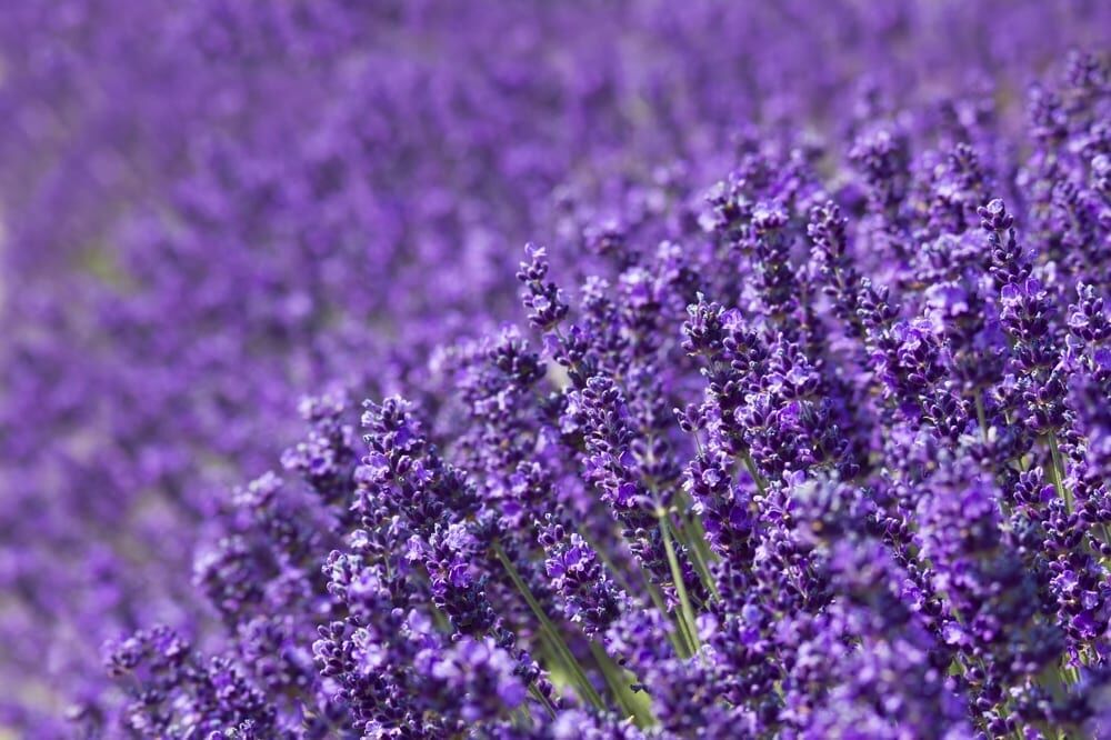 Notre vie comme oeuvre d'art - Mademoiselle M