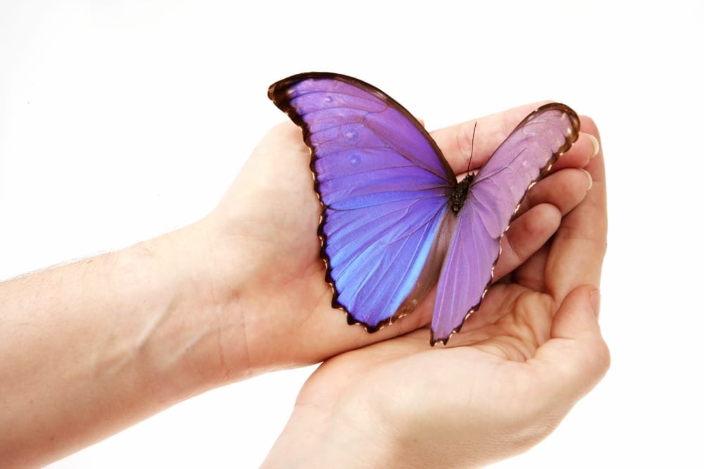 Papillon avant-bras